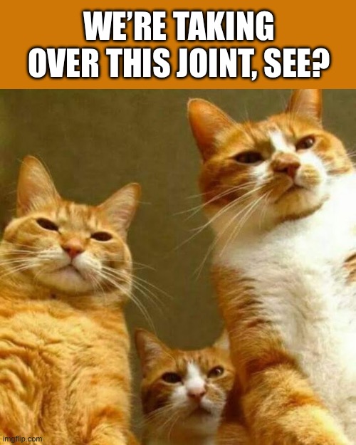 They’re very persuasive. I had to sign over the deed to the house to them… | WE’RE TAKING OVER THIS JOINT, SEE? | image tagged in cats,taking over | made w/ Imgflip meme maker