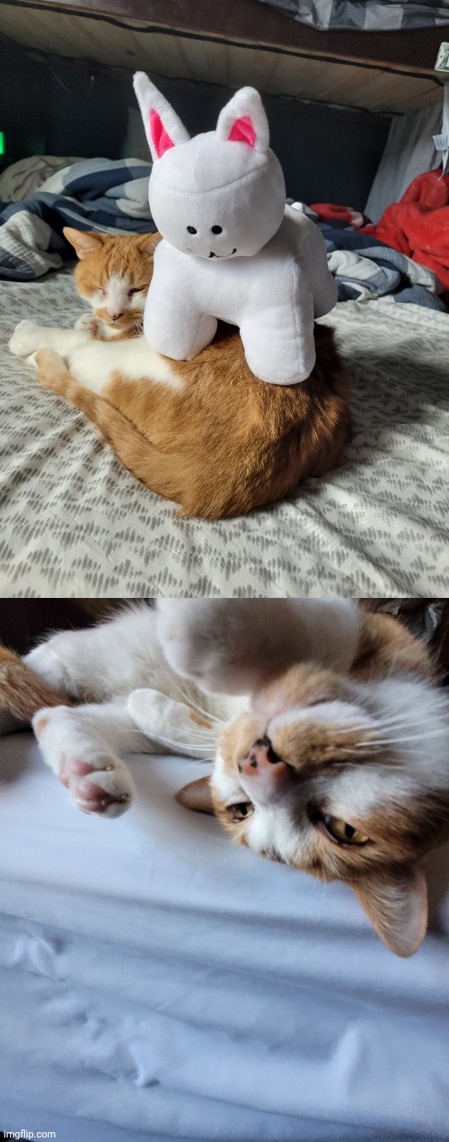 he is happy with and without the cat, we should learn from him | made w/ Imgflip meme maker