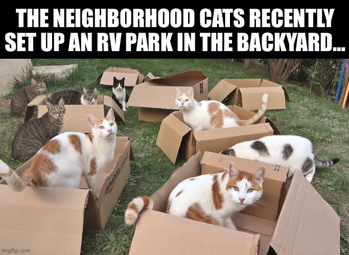 We get invited to their cookouts every week… | THE NEIGHBORHOOD CATS RECENTLY SET UP AN RV PARK IN THE BACKYARD… | image tagged in cats,boxes,rv park,backyard | made w/ Imgflip meme maker