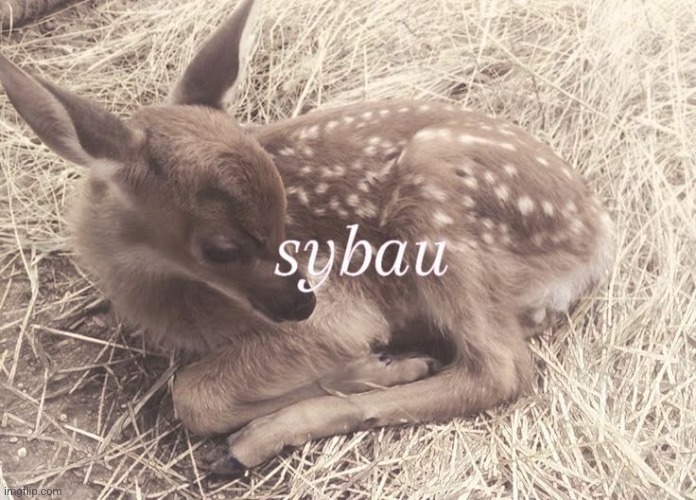 Deer sybau | image tagged in deer sybau | made w/ Imgflip meme maker