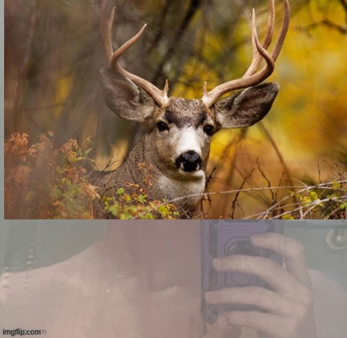Virian | image tagged in virian | made w/ Imgflip meme maker