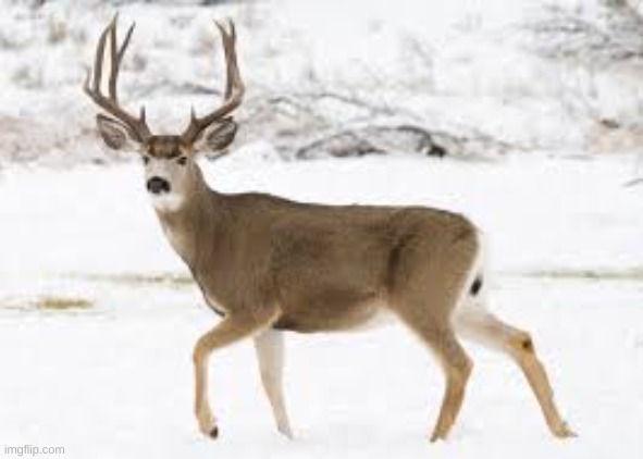 we should outlaw hunting frfr | image tagged in deer | made w/ Imgflip meme maker