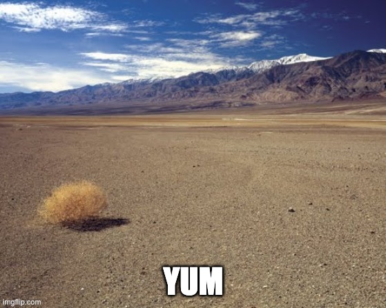 desert tumbleweed | YUM | image tagged in desert tumbleweed | made w/ Imgflip meme maker