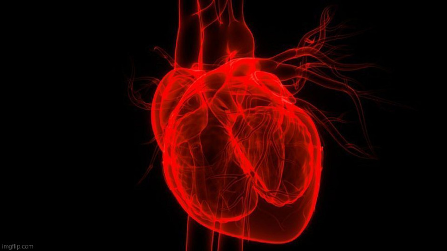 human heart | image tagged in human heart | made w/ Imgflip meme maker