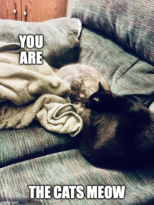 Sleepy Kitties. | YOU ARE; THE CATS MEOW | image tagged in i love cats | made w/ Imgflip meme maker