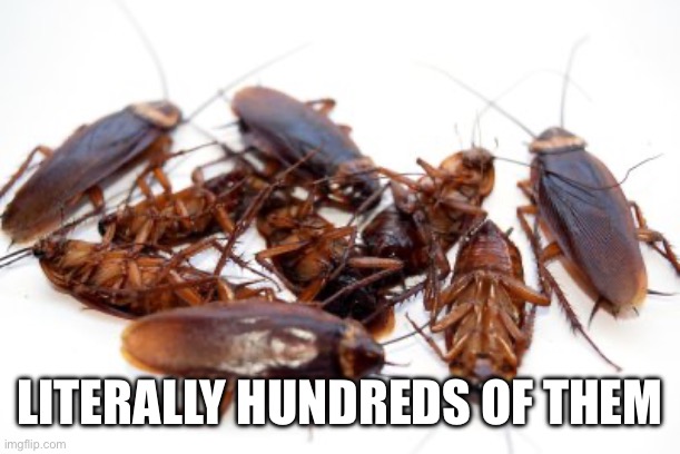 Cockroaches | LITERALLY HUNDREDS OF THEM | image tagged in cockroaches | made w/ Imgflip meme maker