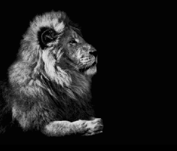 Sigma Lion Blank Meme Template