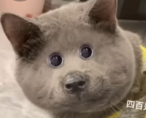 MiAuU Blank Meme Template