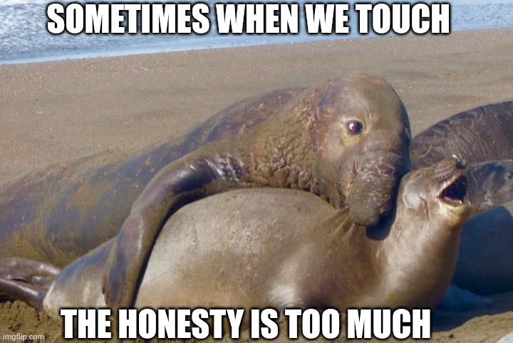 Seals | SOMETIMES WHEN WE TOUCH; THE HONESTY IS TOO MUCH | image tagged in seals | made w/ Imgflip meme maker