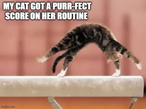 My cat got a purr-fect score on her gymnastics routine.  - funny - | MY CAT GOT A PURR-FECT SCORE ON HER ROUTINE | image tagged in cats,funny,gymnastics,humor,kittens,perfect | made w/ Imgflip meme maker