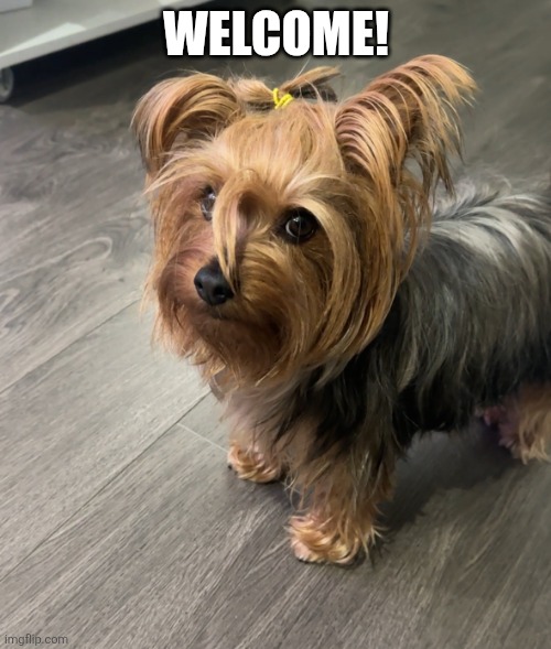 Welcome! | WELCOME! | image tagged in are you serious yorkie | made w/ Imgflip meme maker
