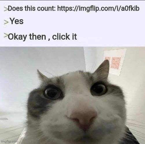 https://imgflip.com/i/a0fkib | Does this count: https://imgflip.com/i/a0fkib; Yes; Okay then , click it | image tagged in cat looks inside | made w/ Imgflip meme maker