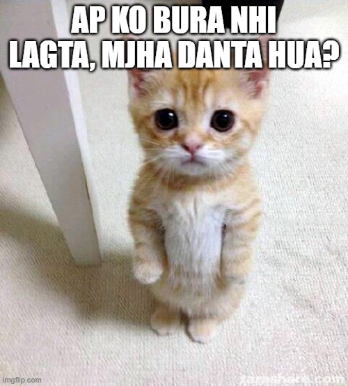 Cute Cat Meme | AP KO BURA NHI LAGTA, MJHA DANTA HUA? | image tagged in memes,cute cat | made w/ Imgflip meme maker