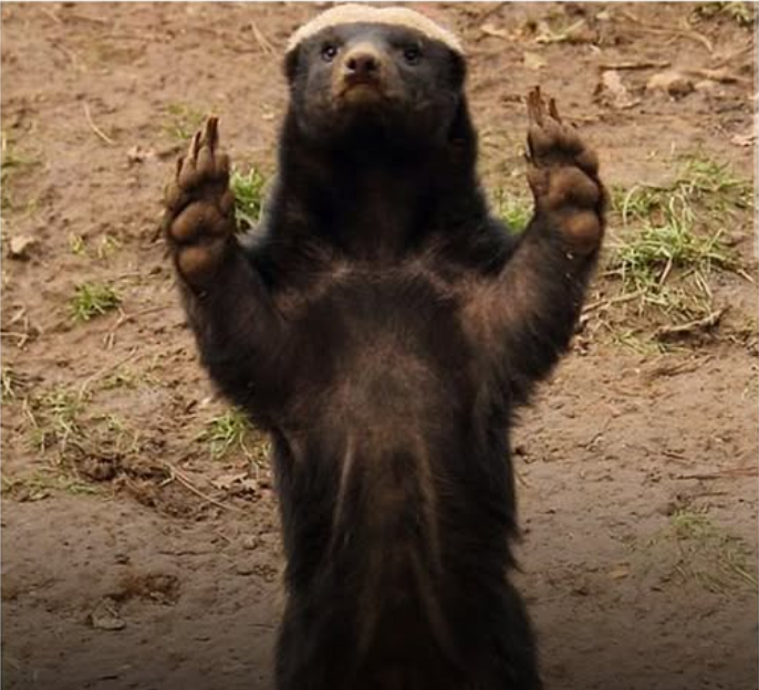 Absolute Cinema - Honey Badger Blank Meme Template