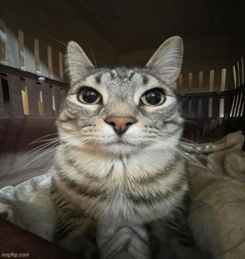 i hired this cat to stare into your soul | made w/ Imgflip meme maker