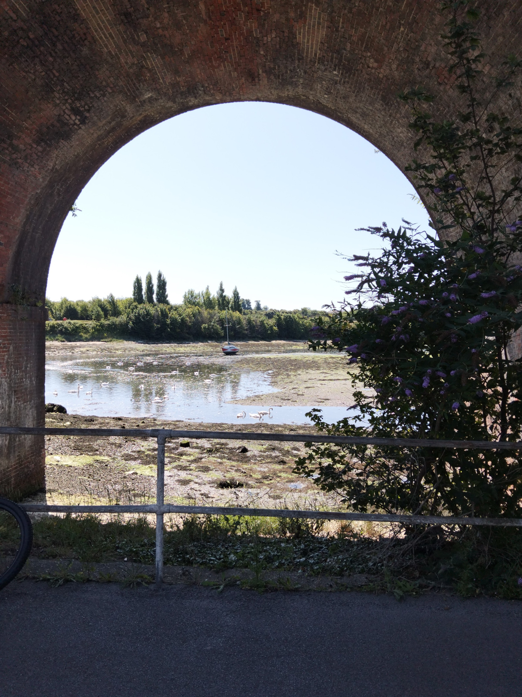 Fareham Swans UK. Blank Meme Template