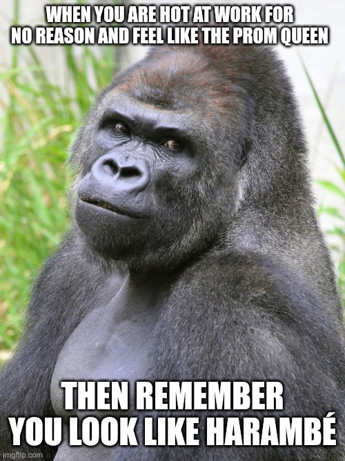 Hot Gorilla  | WHEN YOU ARE HOT AT WORK FOR NO REASON AND FEEL LIKE THE PROM QUEEN; THEN REMEMBER YOU LOOK LIKE HARAMBÉ | image tagged in hot gorilla,harambe,work,hot | made w/ Imgflip meme maker