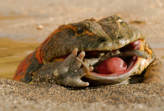 Fat frog Blank Meme Template