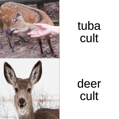 Drake Hotline Bling Meme | tuba cult deer cult | image tagged in memes,drake hotline bling | made w/ Imgflip meme maker
