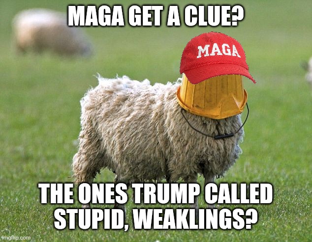 stupid sheep | MAGA GET A CLUE? THE ONES TRUMP CALLED 
STUPID, WEAKLINGS? | image tagged in stupid sheep | made w/ Imgflip meme maker