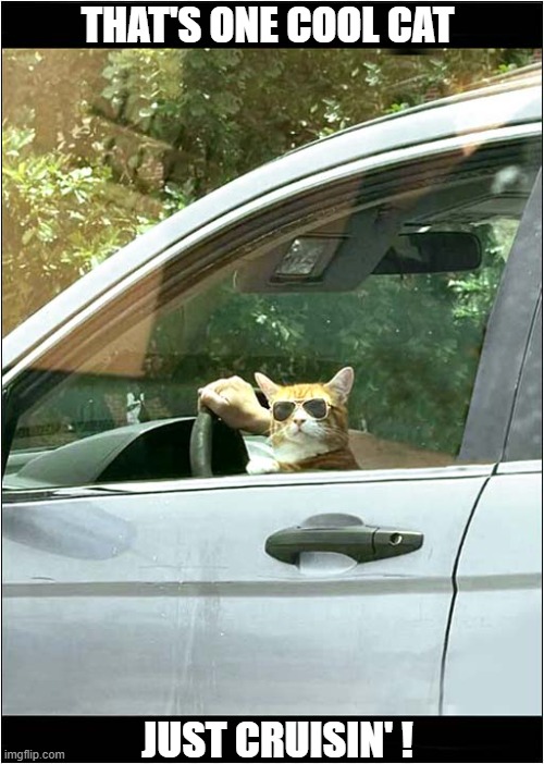 Slow Down ... | THAT'S ONE COOL CAT; JUST CRUISIN' ! | image tagged in cats,cool,crusing | made w/ Imgflip meme maker