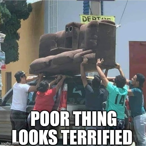 Poor Thing Looks Terrified | POOR THING LOOKS TERRIFIED | image tagged in chrisjoines1 | made w/ Imgflip meme maker