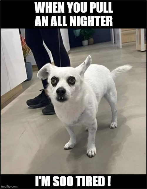 That Look ! | WHEN YOU PULL AN ALL NIGHTER; I'M SOO TIRED ! | image tagged in dogs,markings,tired | made w/ Imgflip meme maker