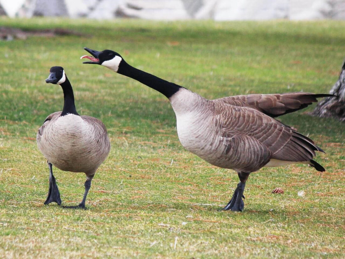 High Quality Two Geese Blank Meme Template