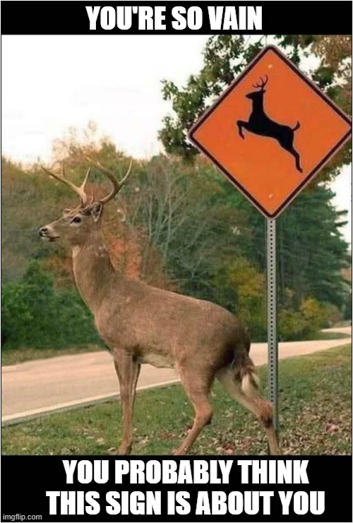 Oh Deer ! | YOU'RE SO VAIN; YOU PROBABLY THINK THIS SIGN IS ABOUT YOU | image tagged in deer,sign,song lyrics | made w/ Imgflip meme maker