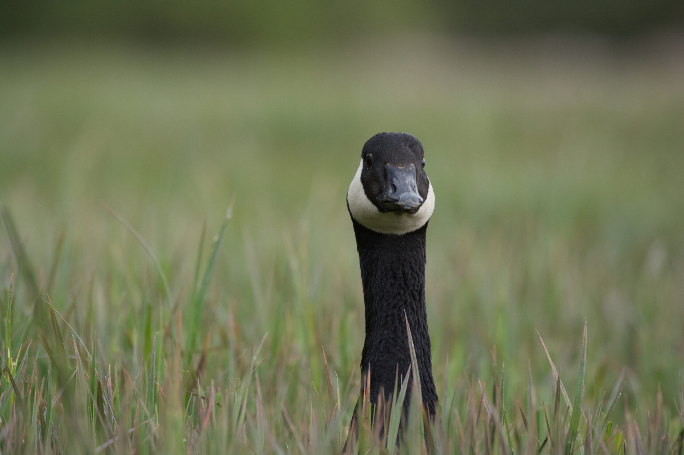 Goose in field Blank Meme Template