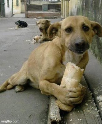 dog | made w/ Imgflip meme maker