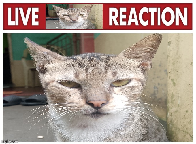 grumpgrump | image tagged in grumpy cat not amused,live reaction | made w/ Imgflip meme maker