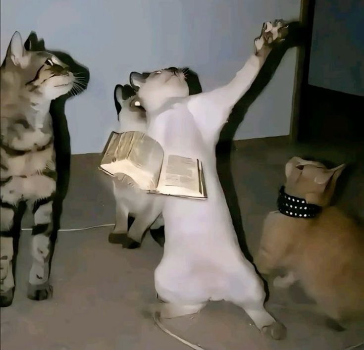 gatos Blank Meme Template