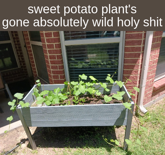 sweet potato plant's gone absolutely wild holy shit | made w/ Imgflip meme maker