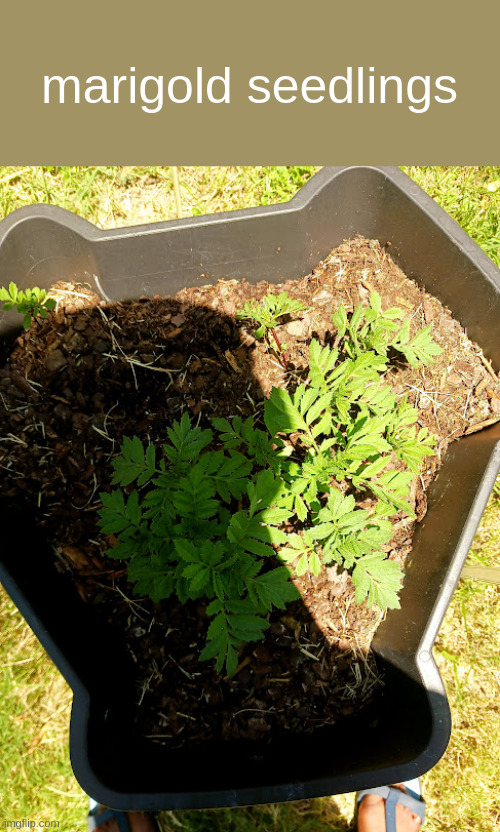 marigold seedlings | made w/ Imgflip meme maker