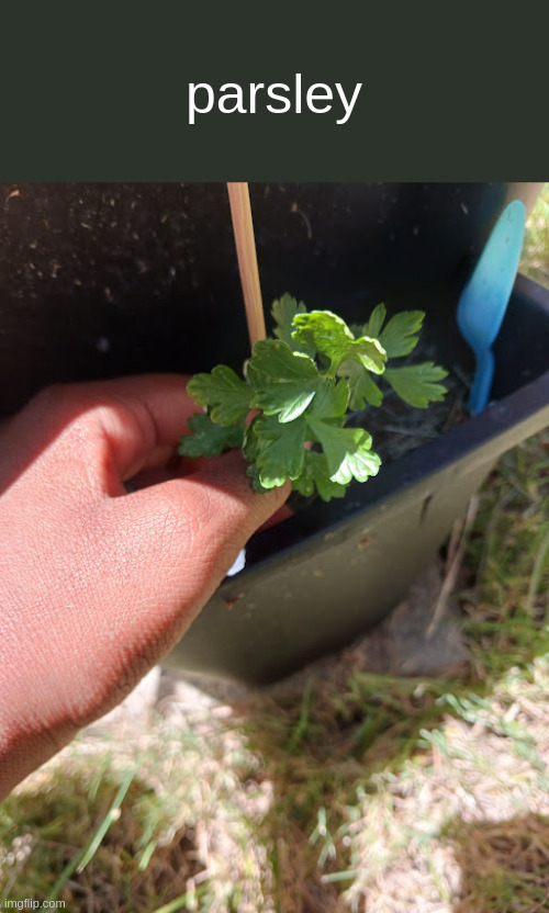 parsley | made w/ Imgflip meme maker