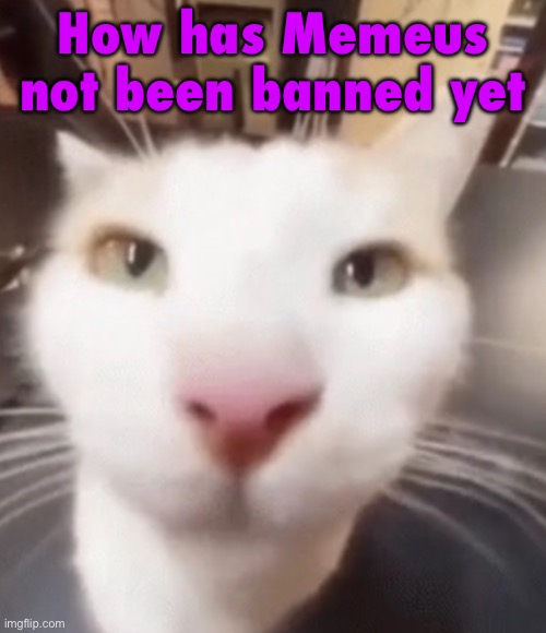 All she does is false flag images, ragebait, and spam porn | How has Memeus not been banned yet | image tagged in the stare | made w/ Imgflip meme maker