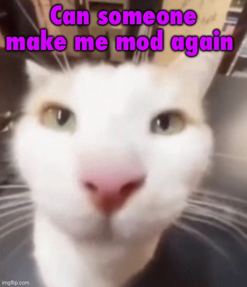 I could finally fix this place | Can someone make me mod again | image tagged in the stare | made w/ Imgflip meme maker