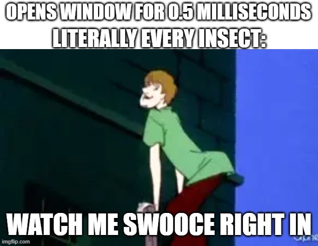 Watch me swooce right in | OPENS WINDOW FOR 0.5 MILLISECONDS; LITERALLY EVERY INSECT: | image tagged in watch me swooce right in | made w/ Imgflip meme maker