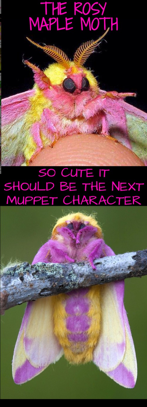 Tell It How to Get to Sesame Street! | THE ROSY MAPLE MOTH; SO CUTE IT SHOULD BE THE NEXT MUPPET CHARACTER | image tagged in rosy maple moth,cool insects | made w/ Imgflip meme maker