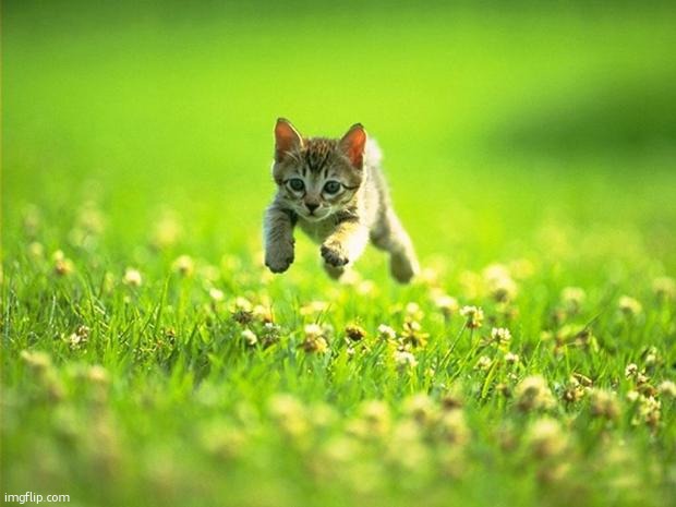 Every time I smile God Kills a Kitten | image tagged in every time i smile god kills a kitten | made w/ Imgflip meme maker