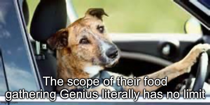 Genius food gatherer | The scope of their food gathering Genius literally has no limit | image tagged in dog in car,genius,food,jeremy clarkson | made w/ Imgflip meme maker
