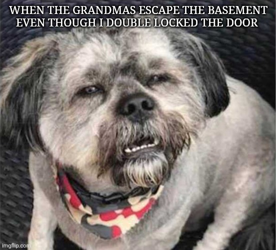 confused dog | WHEN THE GRANDMAS ESCAPE THE BASEMENT EVEN THOUGH I DOUBLE LOCKED THE DOOR | image tagged in confused dog | made w/ Imgflip meme maker
