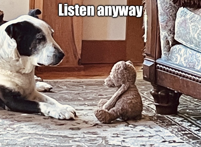 Panda listens | Listen anyway | image tagged in panda listens | made w/ Imgflip meme maker