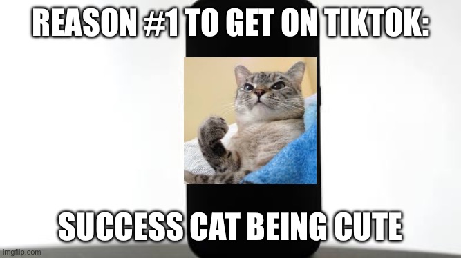 Success cat on TikTok | REASON #1 TO GET ON TIKTOK:; SUCCESS CAT BEING CUTE | image tagged in life on tiktok,success cat,cat,smiling cat,tiktok,social media | made w/ Imgflip meme maker