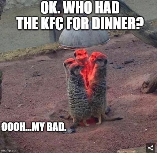 meerkats keeping warm | OK. WHO HAD THE KFC FOR DINNER? OOOH...MY BAD. | image tagged in meerkats | made w/ Imgflip meme maker