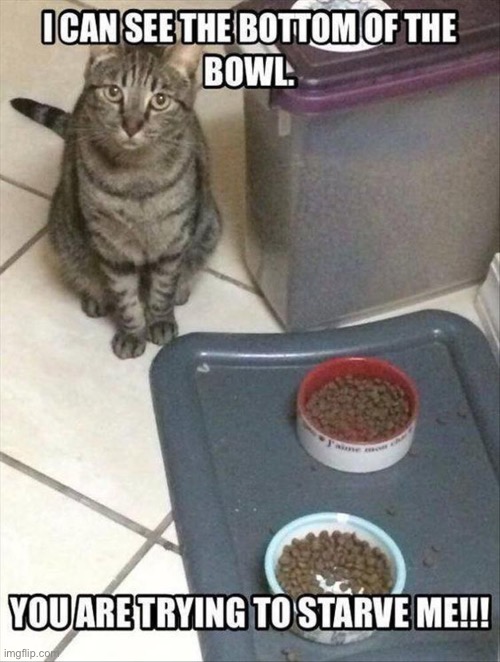 It must be full… at all times! | image tagged in cats,bowls not full,trying to starve me | made w/ Imgflip meme maker