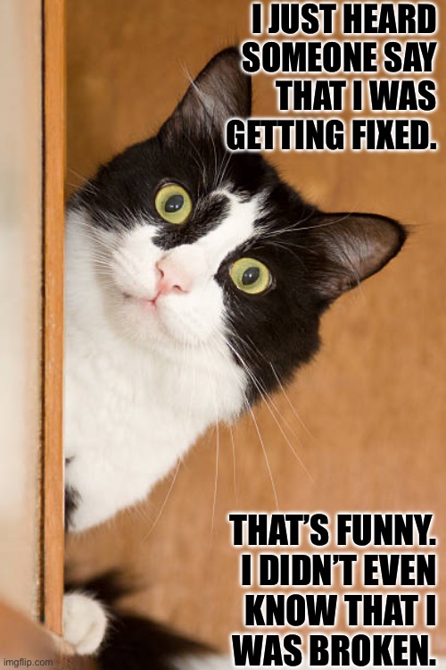 “What’s a “nooter”?”… | I JUST HEARD 
SOMEONE SAY 
THAT I WAS 
GETTING FIXED. THAT’S FUNNY. 
I DIDN’T EVEN 
KNOW THAT I 
WAS BROKEN. | image tagged in cats,getting fixed,tuxedo cat | made w/ Imgflip meme maker