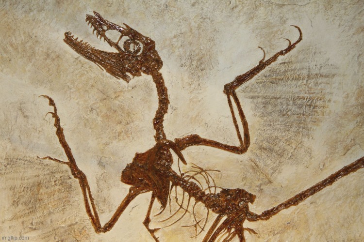 What N' Fossilization | image tagged in what n' fossilization | made w/ Imgflip meme maker