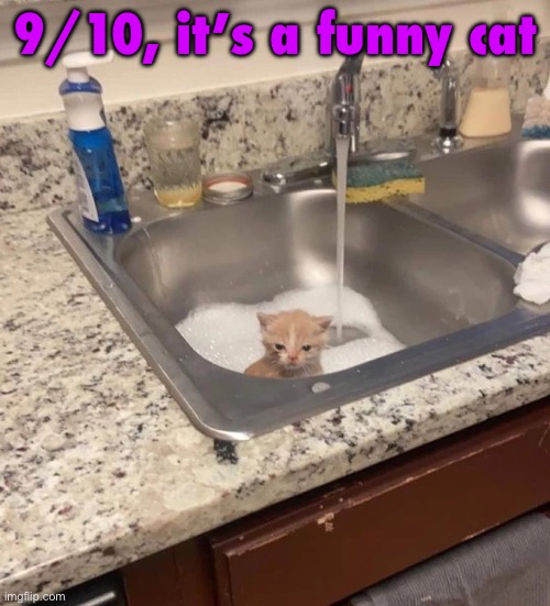 Baf | 9/10, it’s a funny cat | image tagged in baf | made w/ Imgflip meme maker